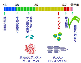 Starch_evolution