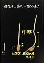 湿潤高温処理におけるイネ中茎伸長作用