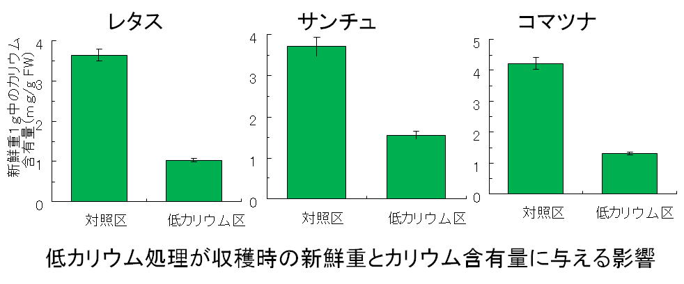 低カリウム葉菜類