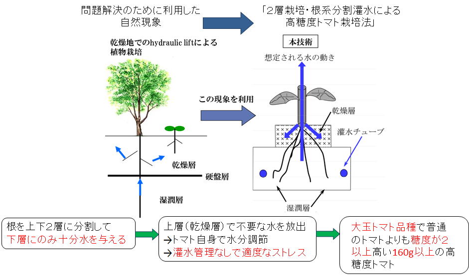 高糖度トマト