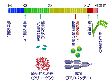 “生命と貯蔵多糖の進化”