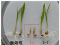 新規合成化合物による除草活性試験