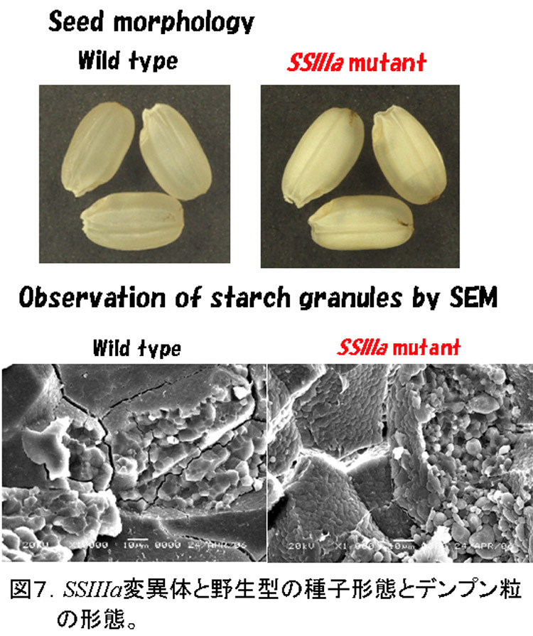 Fig7