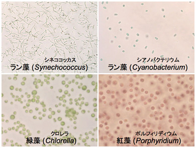 Cyanobacteria & Microalgae