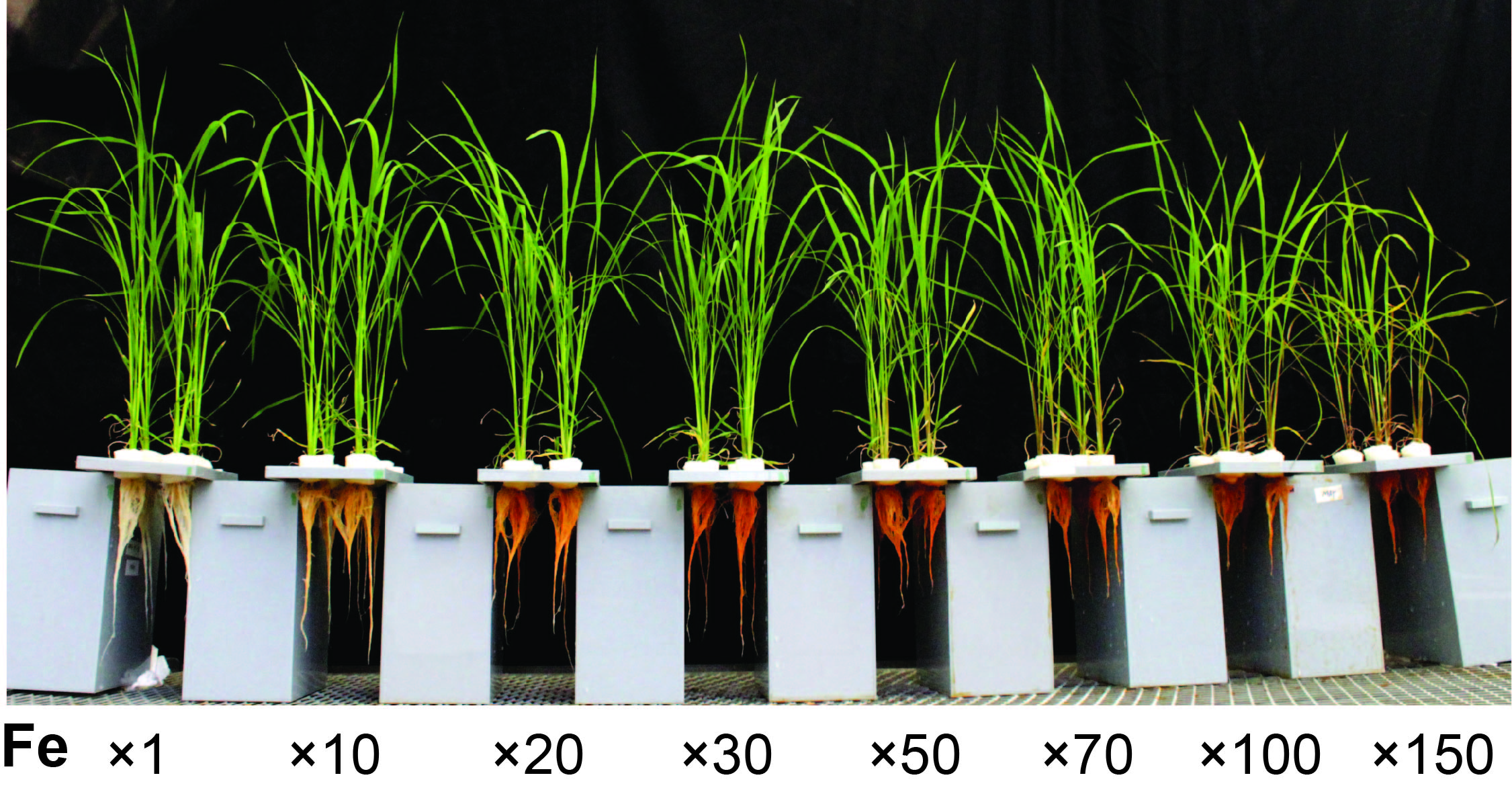 研究方針 植物栄養研究室